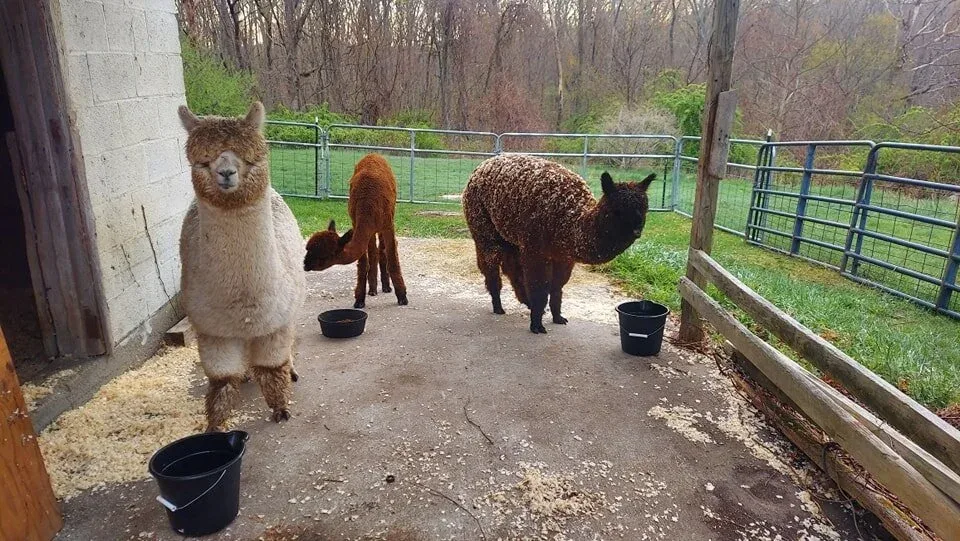 The Lazy K Ranch photo 8