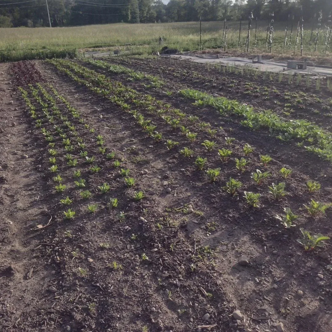 West Meadowbrook farm photo 12